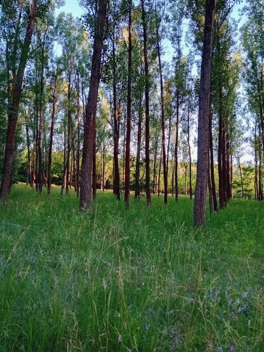 For sale forest, Albertirsa