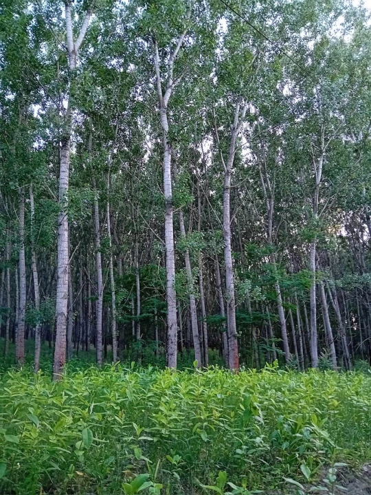 Eladó erdő, Albertirsa