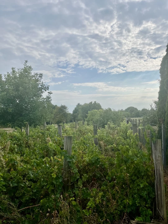 For sale closed garden, Albertirsa, Pacsirta utca