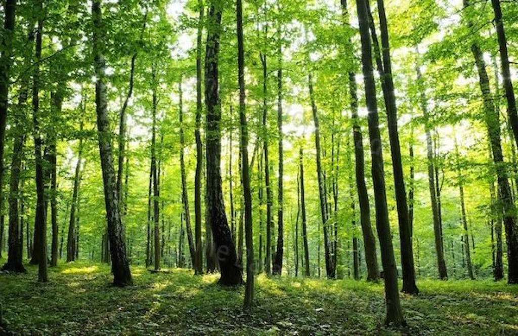 Balatonudvari külterület erdő