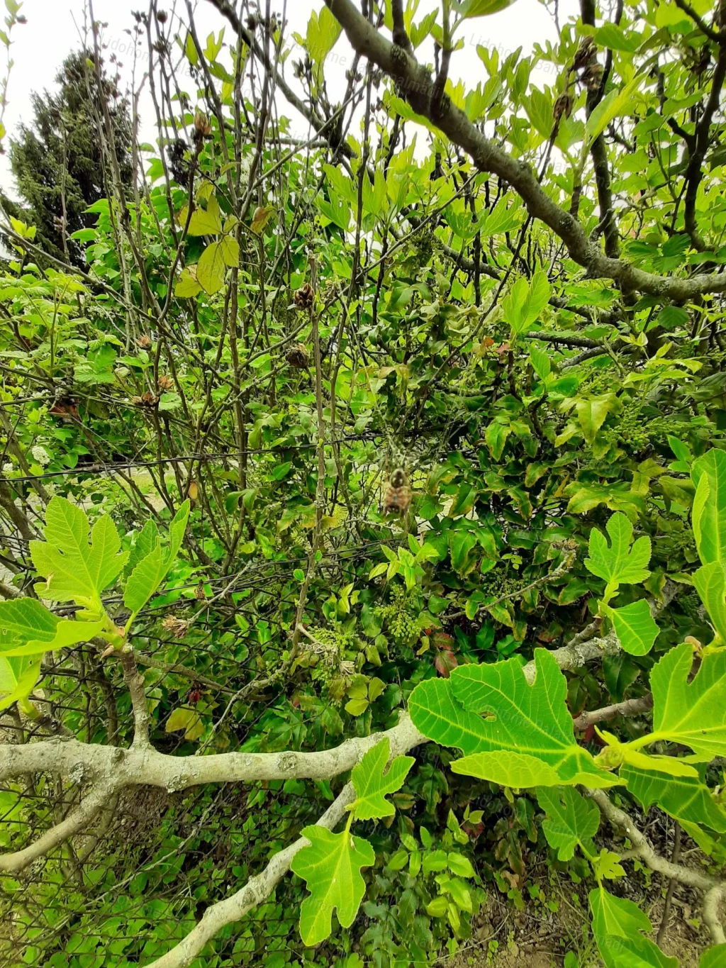 For sale other agricultural, Balatonalmádi