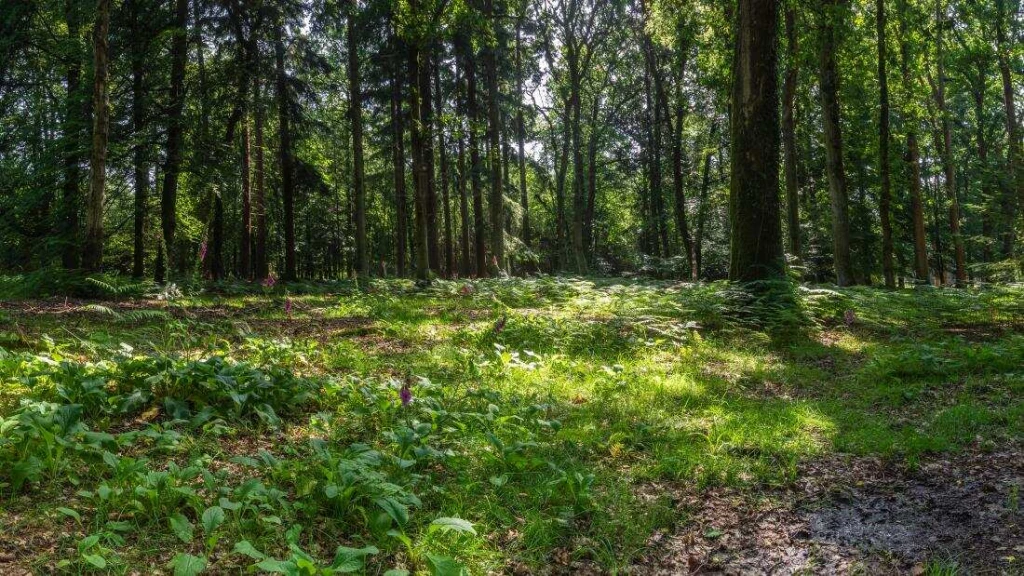 Balatonakarattya és Csajág között levő erdőrész