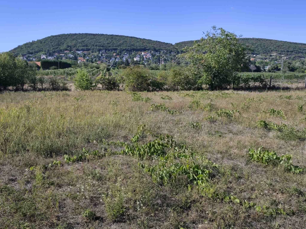 2 db belterületi építési telek Csopakon egymás mellett!