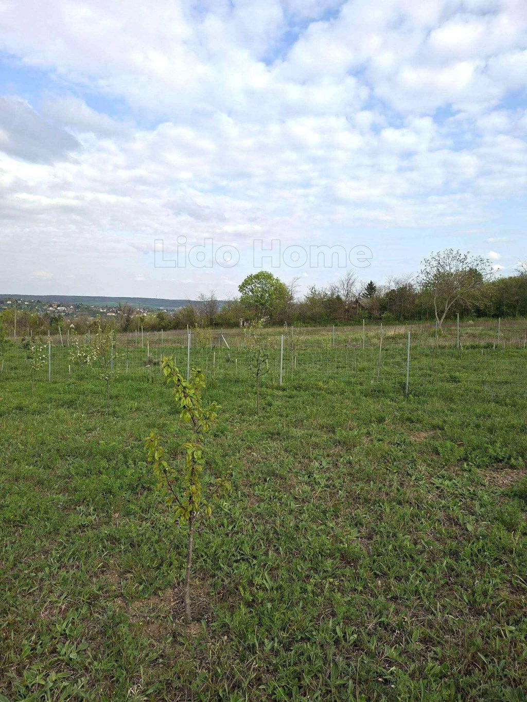 c3-1-name c2-50-name, Balatonkenese