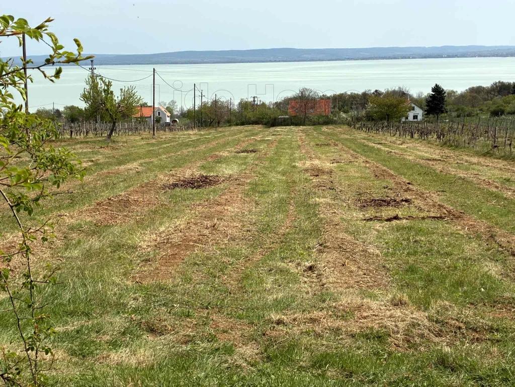 Balatonszepezden eladó szőlő, Balatoni panorámával!