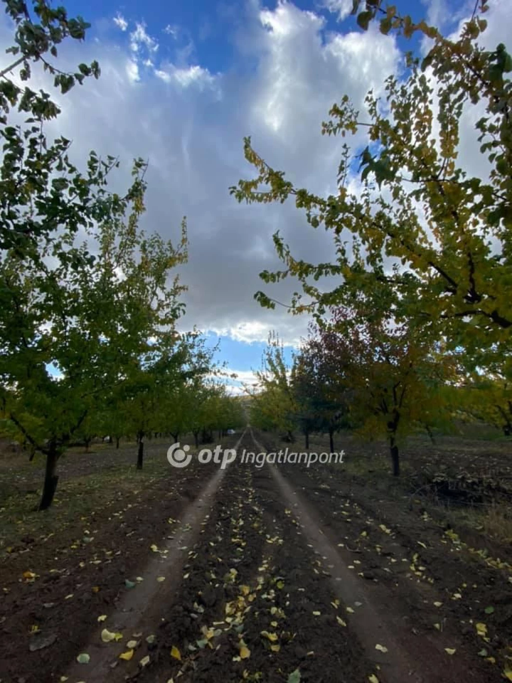 For sale plough-land, pasture, Pomáz, gyümölcsös-Majdán-Pola