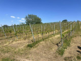 Eladó gyümölcsös, szőlő, Balatonberény