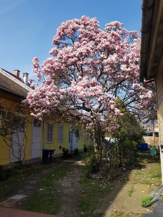 c3-1-name c2-1-name, Budapest IV. kerület