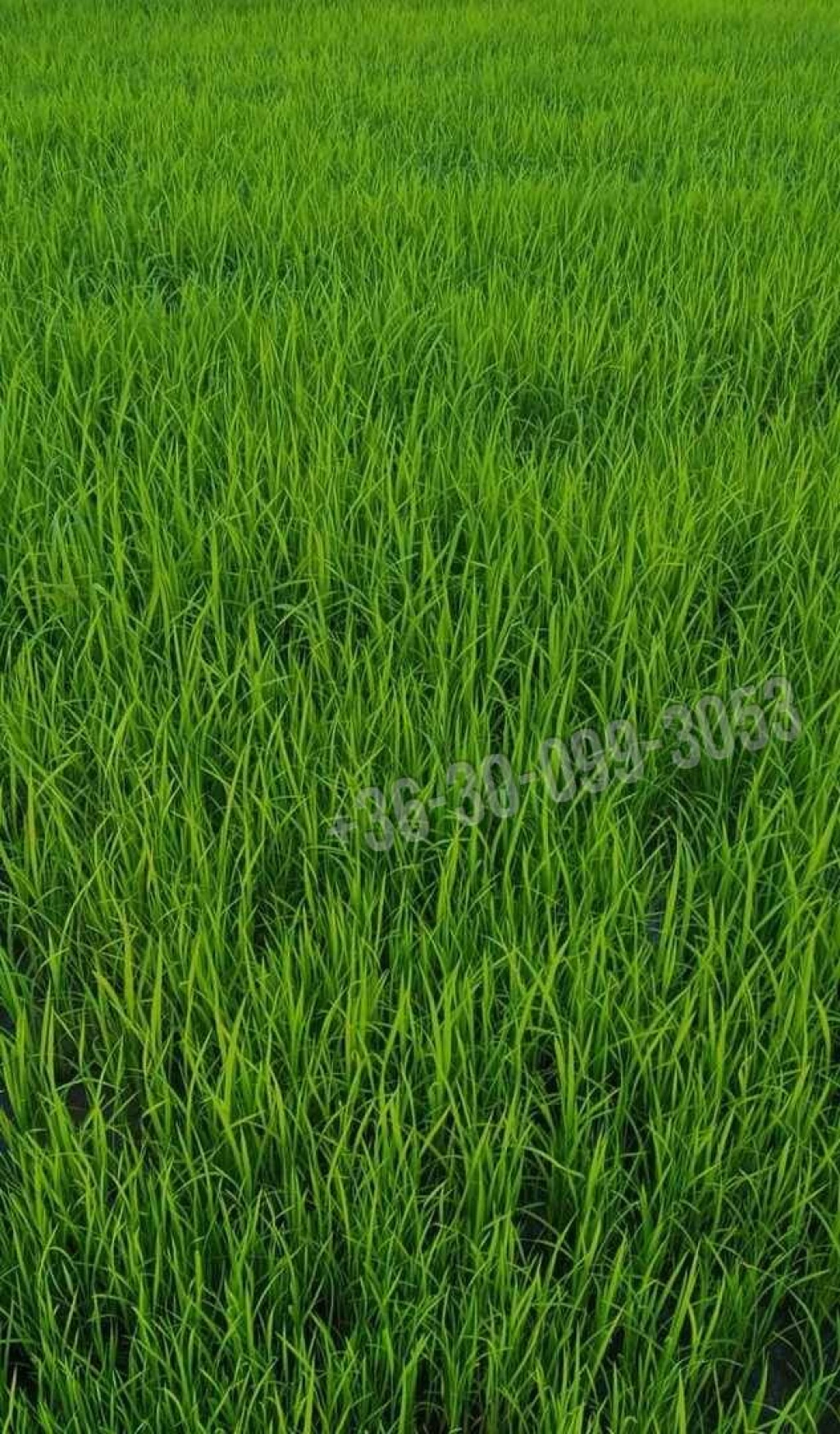 Eladó Építési telek, Dunakiliti, Gyümölcsös utca, 1nm, 28000000 Ft