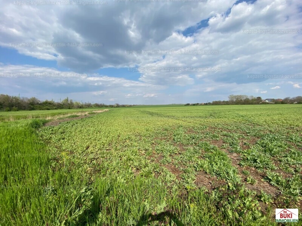 Eladó telek, Martonvásár