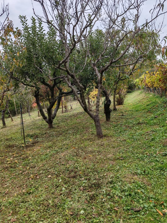 For sale closed garden, Zalaegerszeg