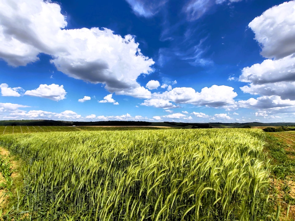 Eladó szántóföld, legelő, Bonyhád, Rongyi
