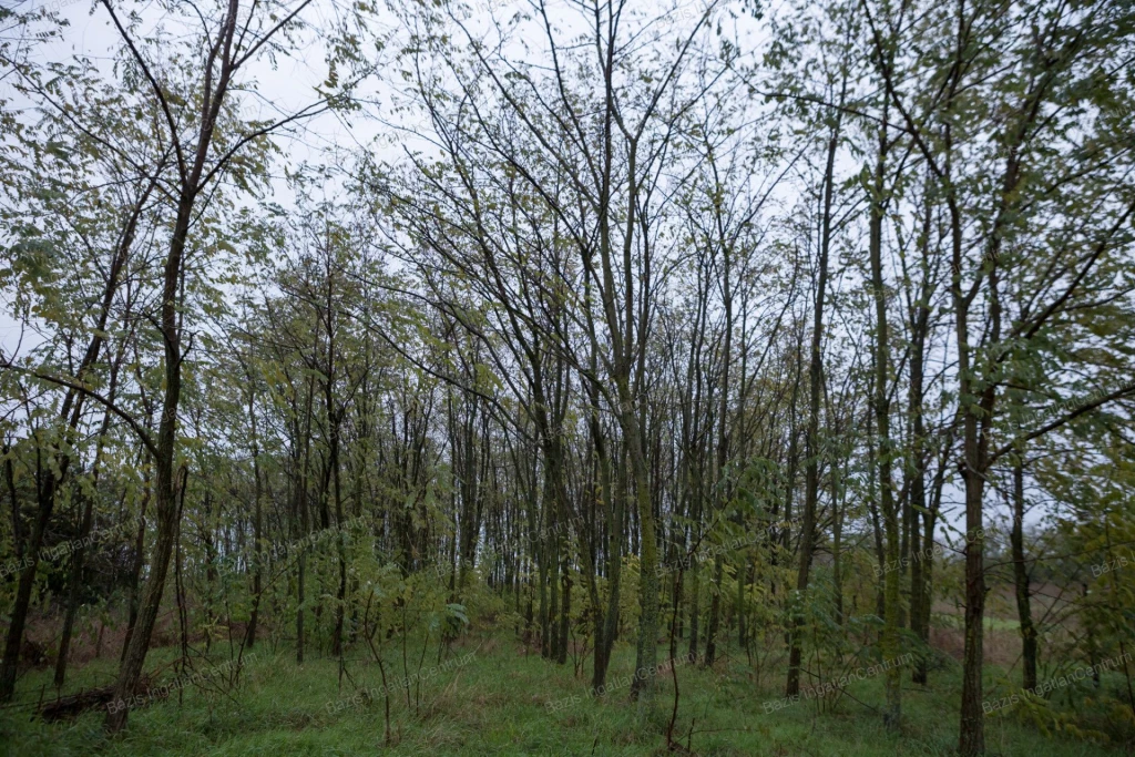 For sale building plot, Hercegszántó