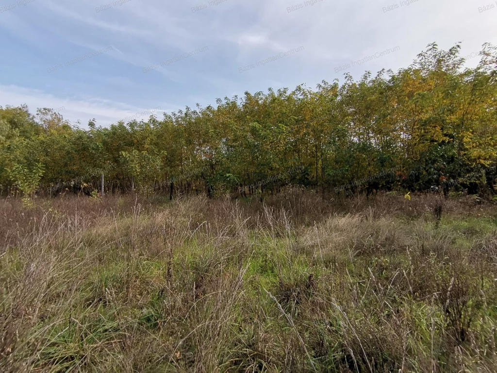 Kiskunhalas Felsőöregszőlőkben 2160 m2-es hobbi telek eladó