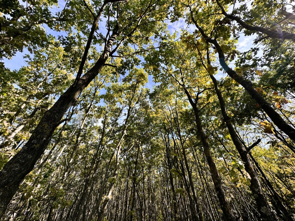 Eladó Mezőgazdasági, Méhkerék 10.500.000 Ft