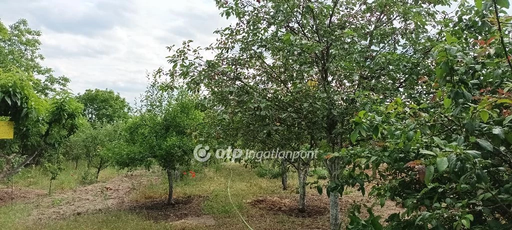 For sale plough-land, pasture, Csongrád