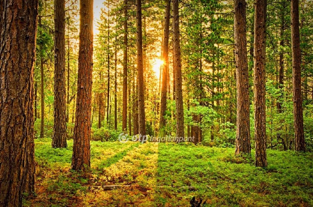 For sale plough-land, pasture, Pusztahencse