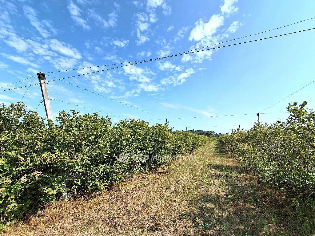 Eladó Mezőgazdasági, Cegléd