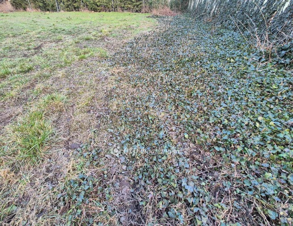 c3-1-name c2-53-name, Szentes