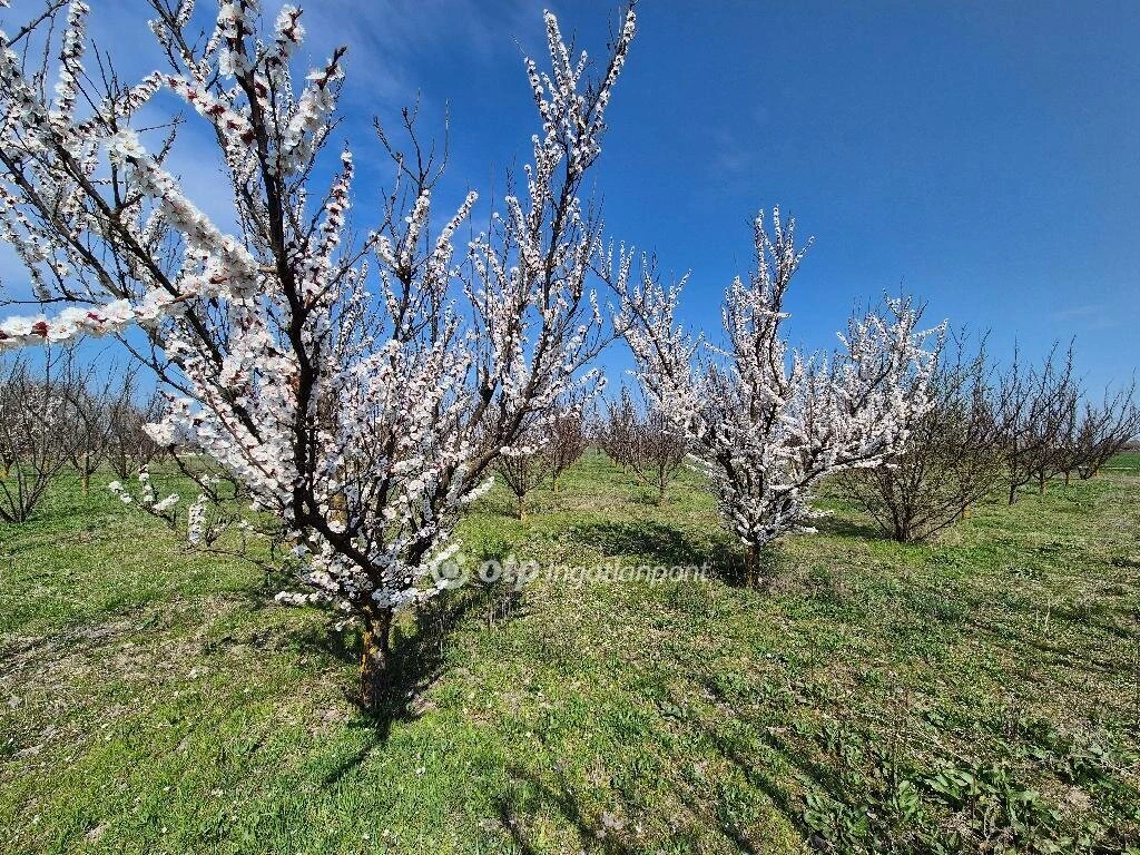 c3-1-name c2-57-name, Szentes