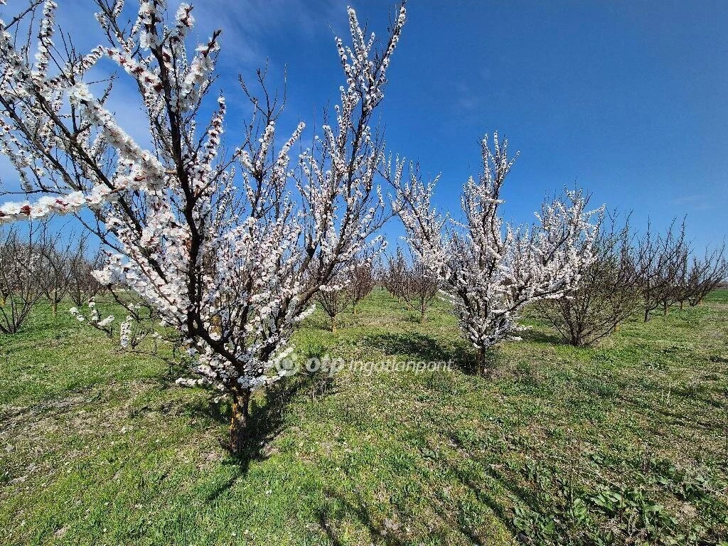 c3-1-name c2-57-name, Szentes