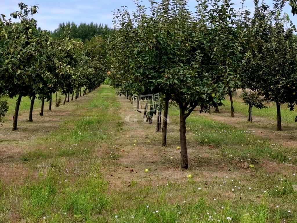 Eladó gyümölcsös, szőlő, Péteri, BIRSALMA GYÜMÖLCSÖS