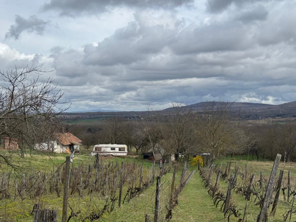 c3-1-name c2-61-name, Kisgörbő