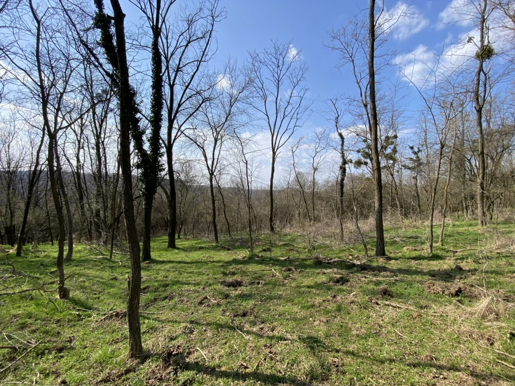 Eladó Telek, Zalacsány Örvényeshegy 5.500.000 Ft