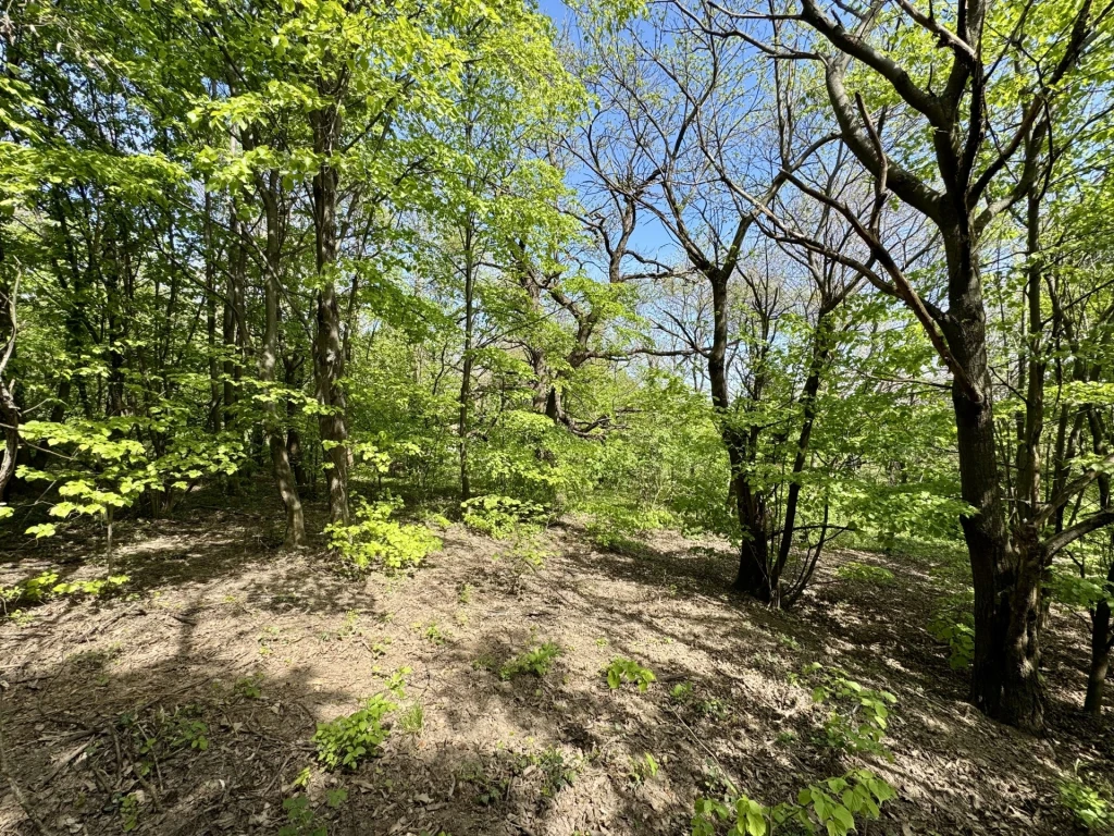 Eladó Telek, Bazsi 8.000.000 Ft