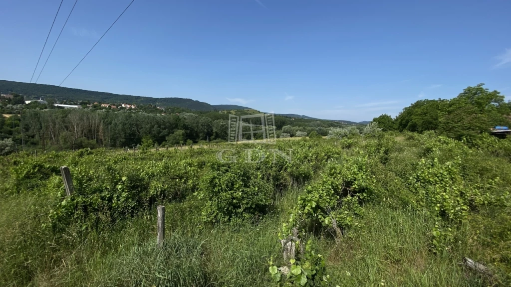 Eladó gyümölcsös, szőlő, Solymár, Szélhegy, Sirály utca