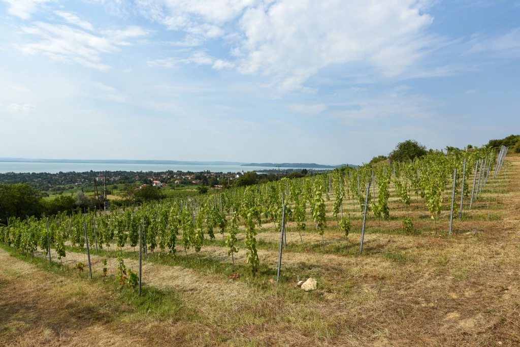 Örök panorámás csopaki telek