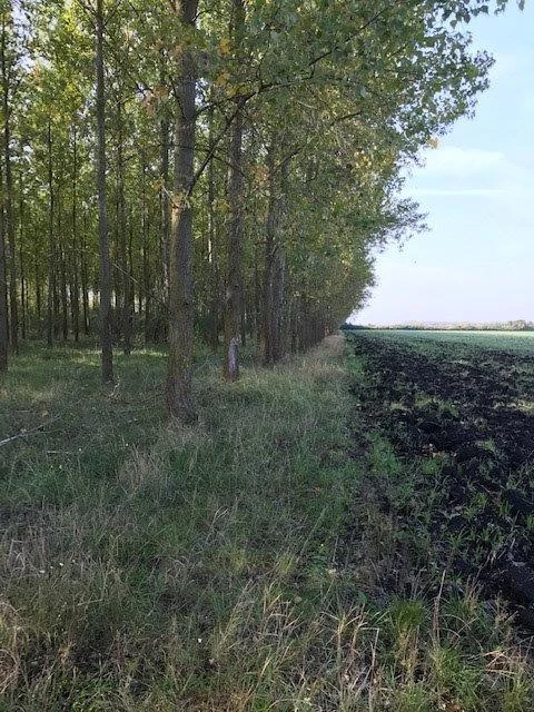 Eladó erdő, Sarkadkeresztúr, Ady Endreutca12