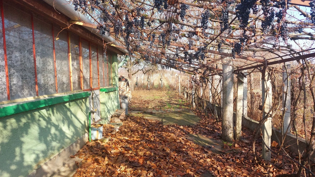 c3-1-name c2-50-name, Pilis, Haleszi szőlő  7