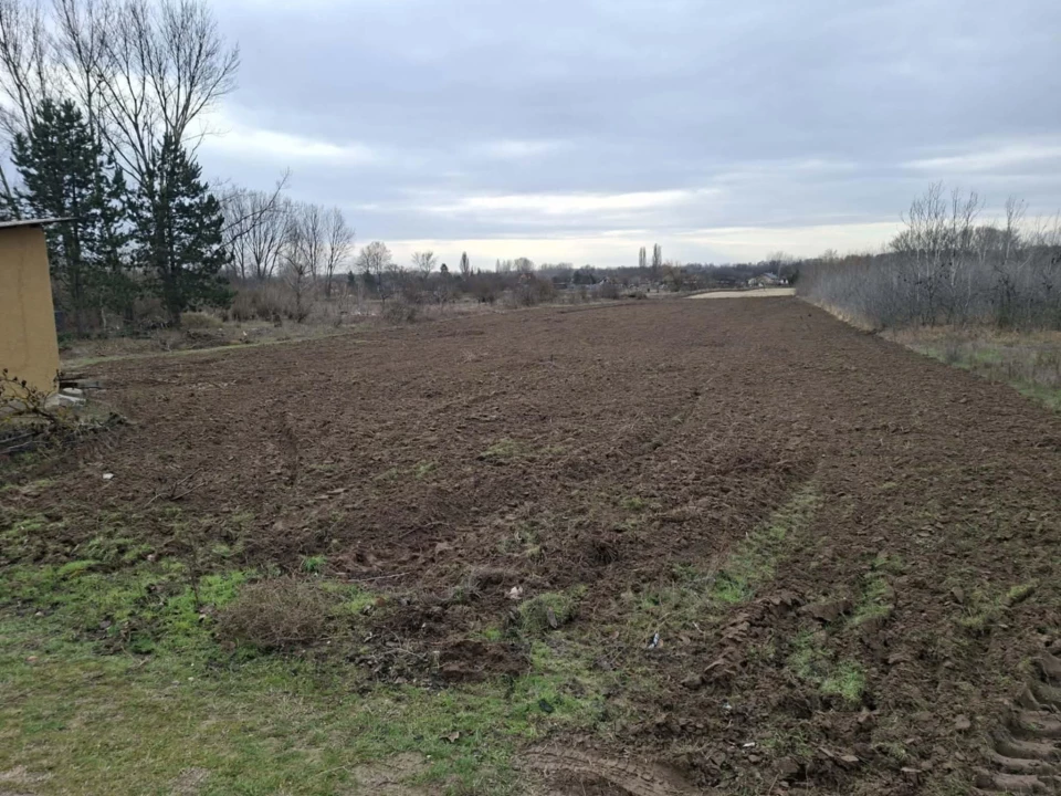 c3-1-name c2-50-name, Pilis, Haleszi szőlő  4