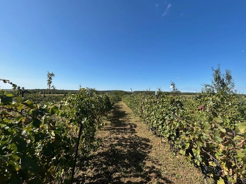 For sale other plot, Isztimér