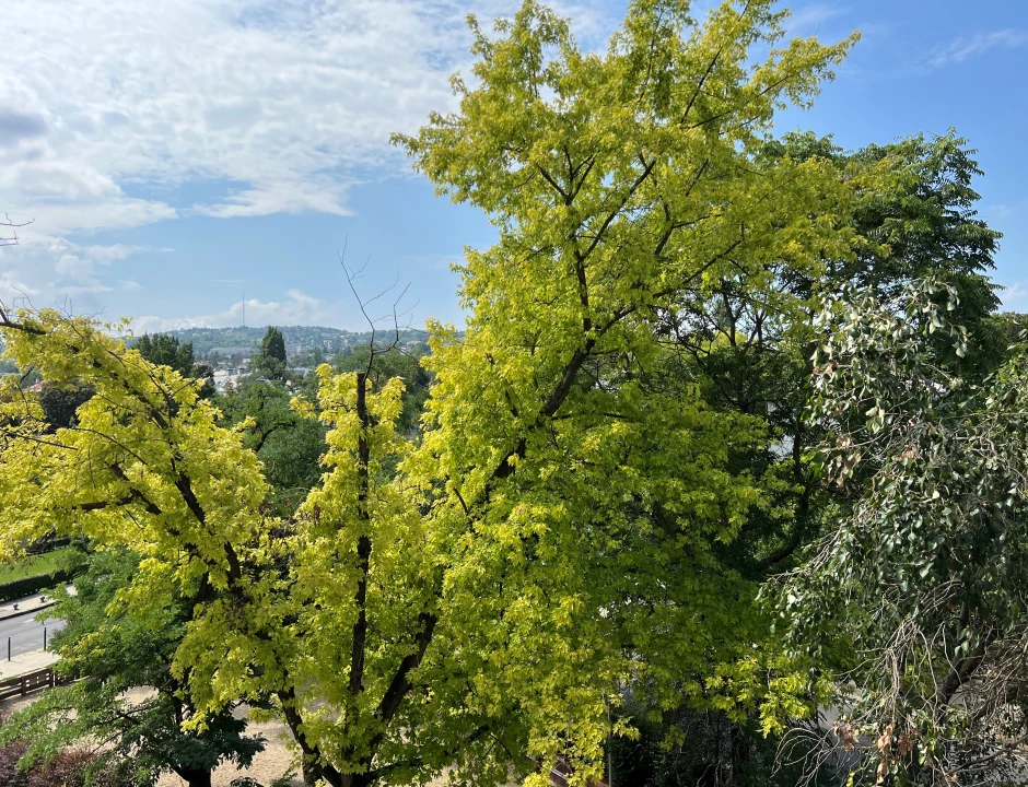 Kiadó téglalakás, Budapest XII. kerület