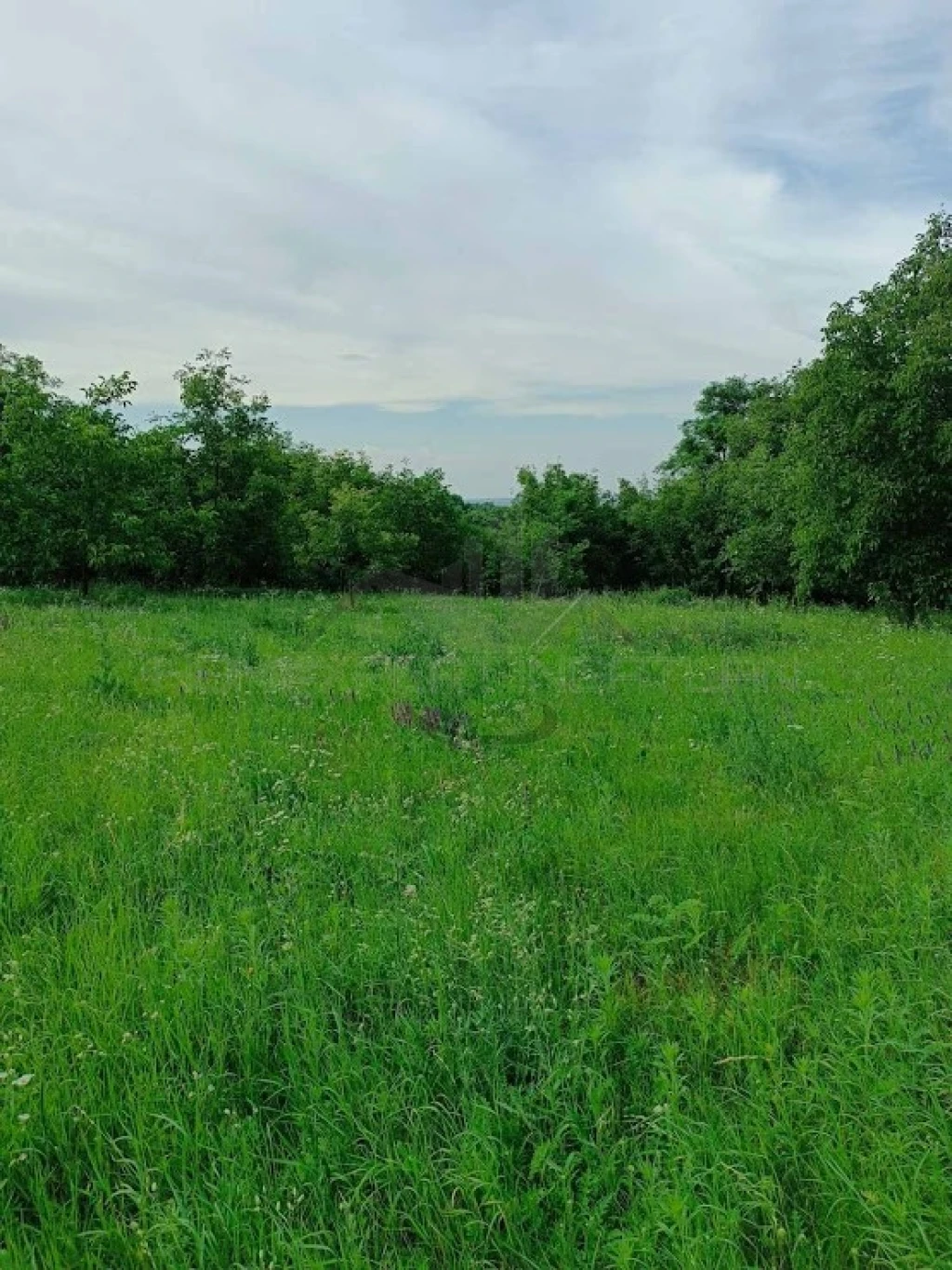 Erdő,nyugalom és panoráma!