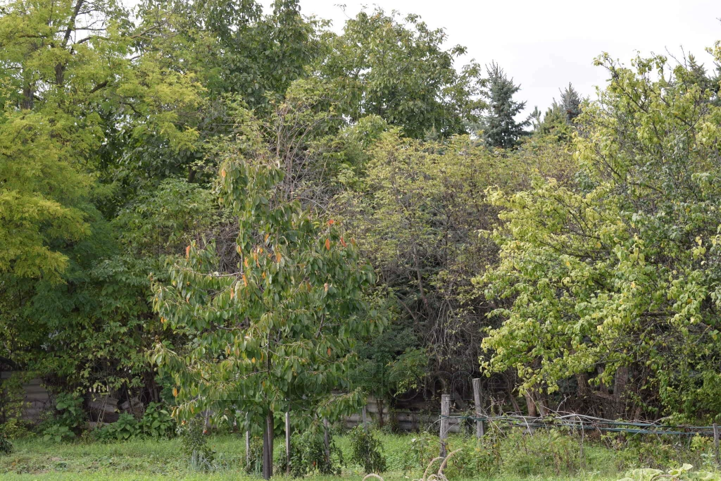 For sale building plot, Táp
