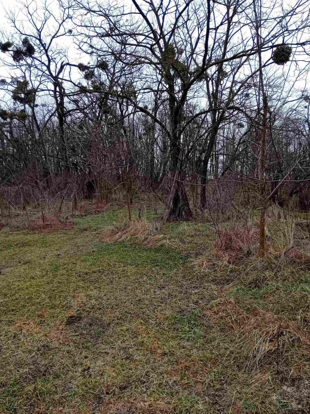 For sale building plot, Bakonygyirót
