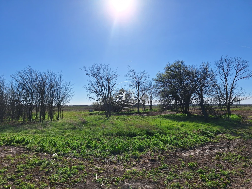 For sale other agricultural, Hódmezővásárhely