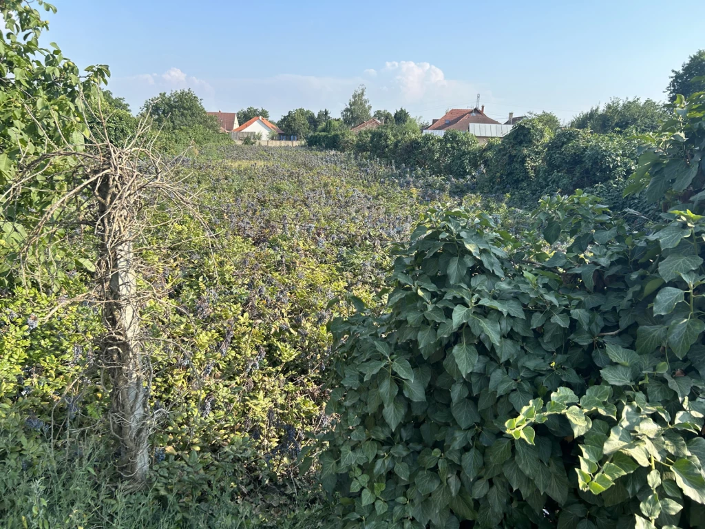 For sale building plot, Debrecen, Józsa