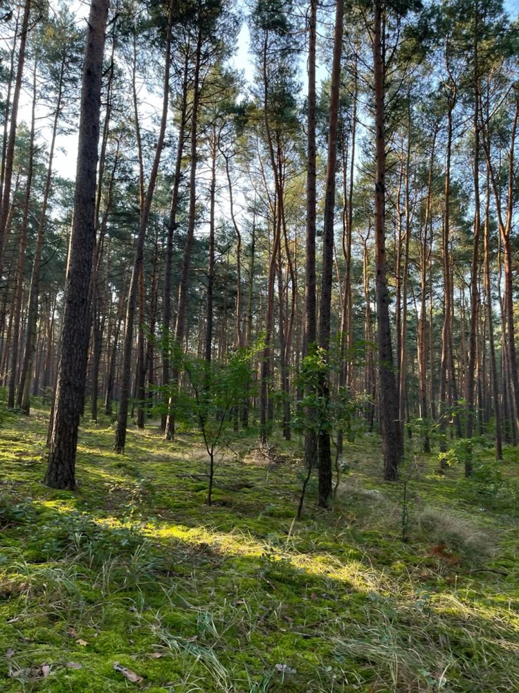 For sale forest, Vése