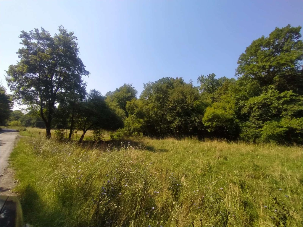 Eladó építési telek Zebegényben – természetközeli, rendezett tulajdoni viszonyokkal!