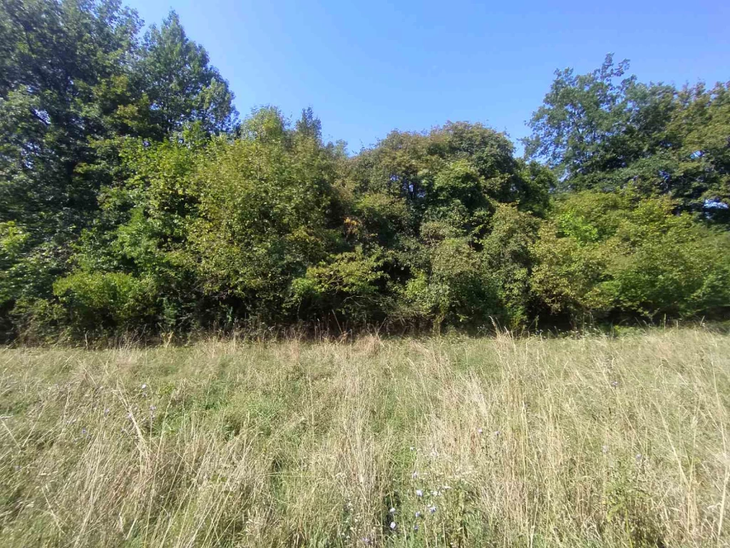 Eladó építési telek Zebegényben – természetközeli, rendezett tulajdoni viszonyokkal!