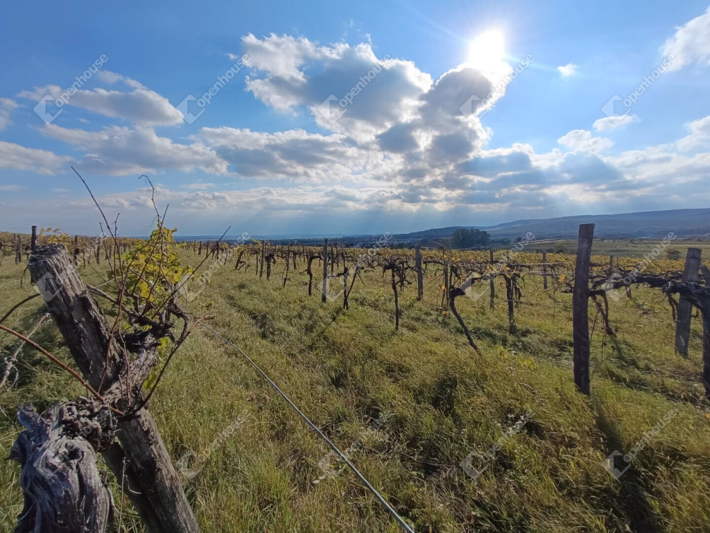 Eladó szőlős Harka határában