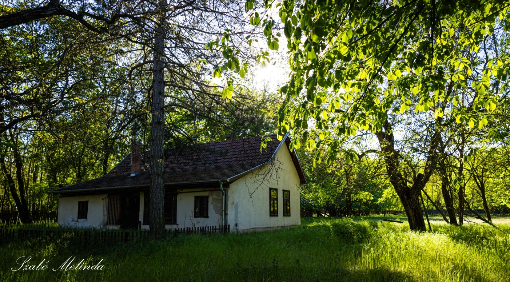 Cegléd mellett Mikebuda tanya, ősfás környezet, csend, nyugalom