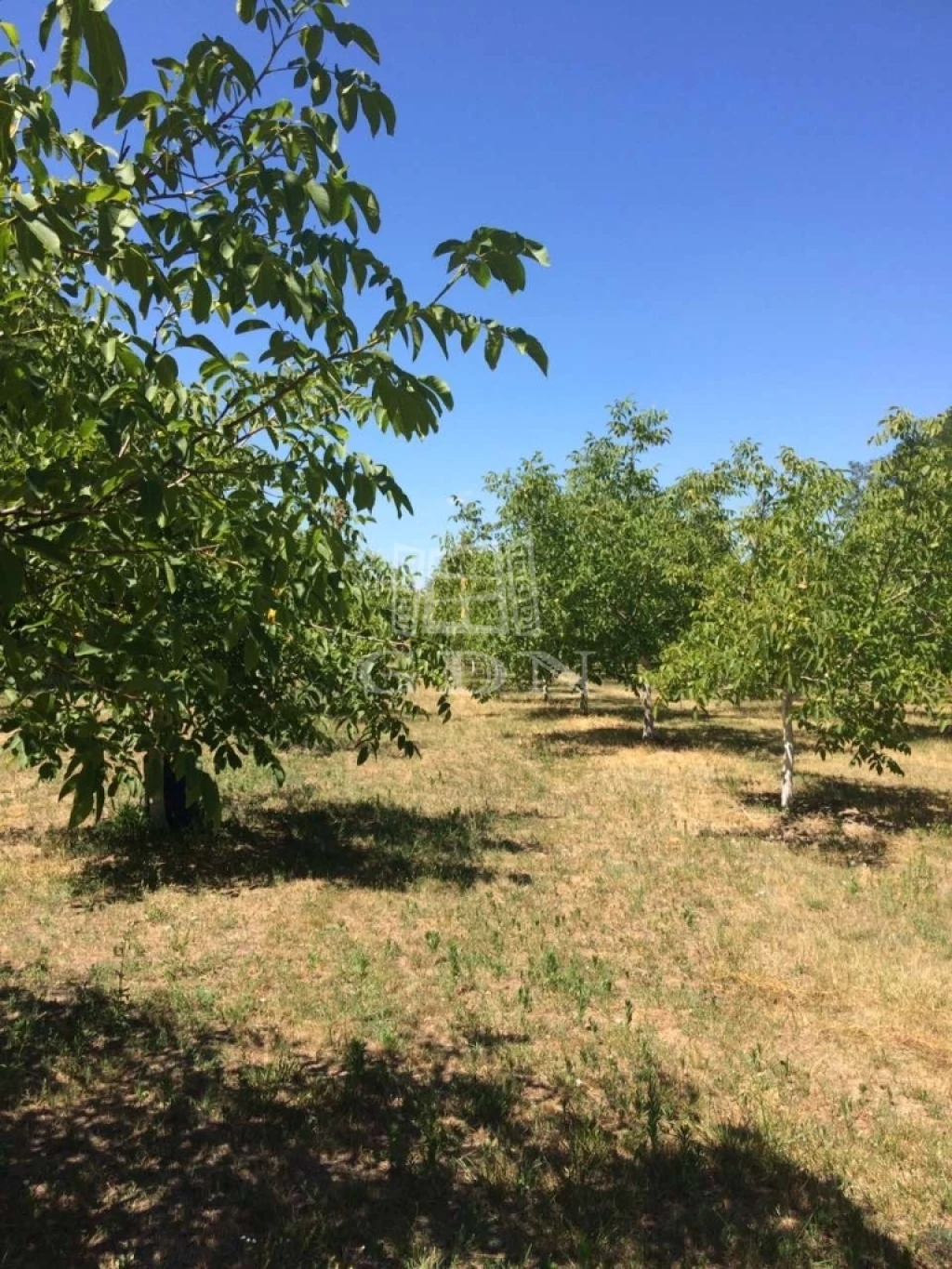 For sale orchard, Baja, Csillagösvény-dűlő