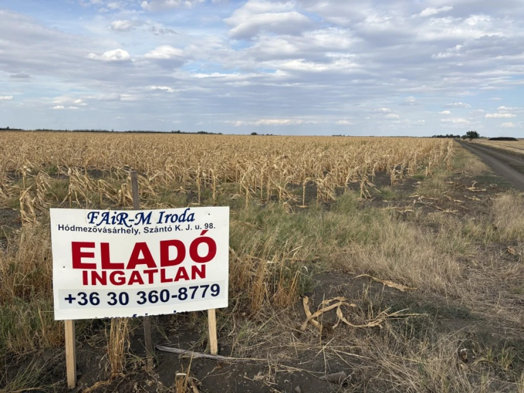 Eladó Termőföld