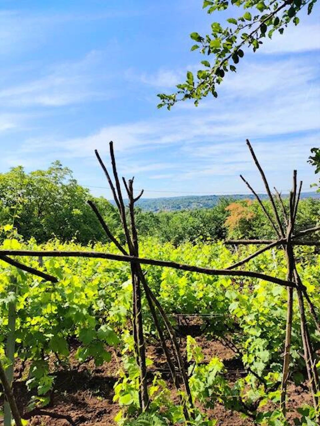 c3-1-name c2-81-name, Miskolc