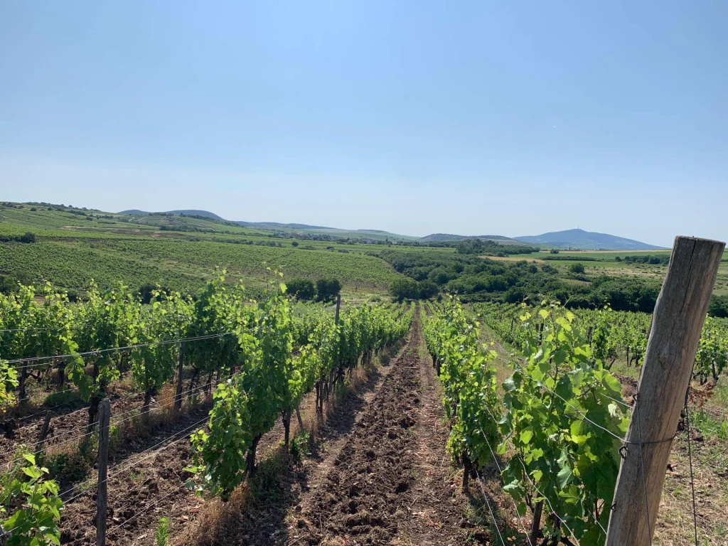 Megvásárlásra kínálunk egy 7.158 m²-es, jelenleg is művelés alatt álló termő szőlőterületet Rátka külterületén.